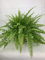 Boston Fern House Office Nephrolepis - Planta grande (17 cm)