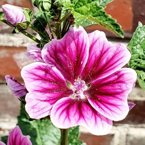 semillas de malva perenne resistente variedades antiguas, malva, jardín de rocas resistentes 1000pcs