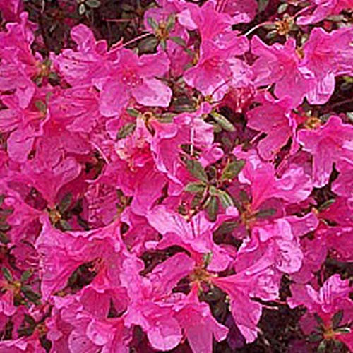 Azalea Japonica- Azalée Japonaise Rose 25-30 cm en conteneur