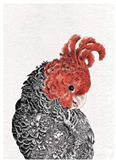 Maxwell & Williams Marini Ferlazzo Birds Bedrucktes Geschirrtuch mit Galah Design, 100% Baumwolle, Schwarz/Weiß, 50 x 70 cm, Waschmaschinenfähig