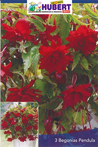 3 Bulbes de Bégonias Pendula Ecarlate