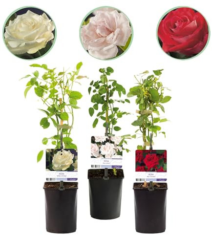 Rosal trepador - Rosa Tricolor - Flores Rosa Blanco Rojo - Bajo mantenimiento - 3 plantas - 30-40cm - Ø10cm - Planta de jardín