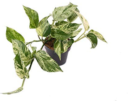 Efeutute, Scindapsus, (Epipremnum aureum) Sorte: Marble Queen, weiß-grünes gezeichnetes Blattwerk, rankend, Ampelpflanze, luftreinigend (1 Pflanze im 12cm Topf)