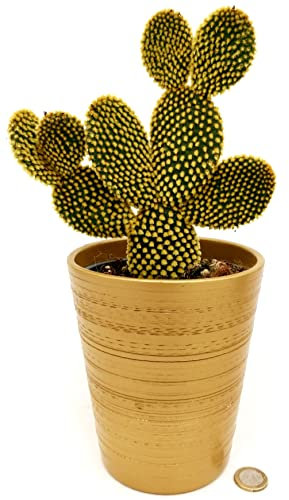 POWERS TO FLOWERS - FICO D'INDIA, OPUNTIA COMPATTA A SPINA GIALLA IN VASO CERAMICA ORO, VASO 13CM DIAMETRO, pianta vera