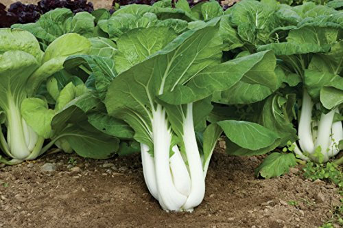 200 semi di Asian Delight ibrida Pak Choi:Seeds