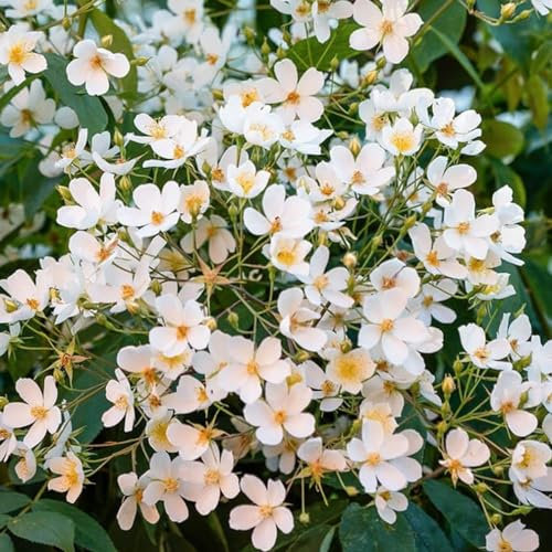 2 x Rose - Rosa 'Filipes Kiftsgate' Topf 25-30 cm - Die beeindruckende Ramblerrose mit cremeweißen Blüten und betörendem Duft