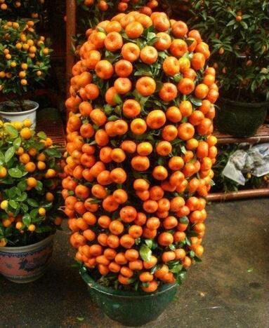 Balcon Patio Arbres Fruitiers En Pot Graines Plantées Kumquat Orange Mandarine Agrumes