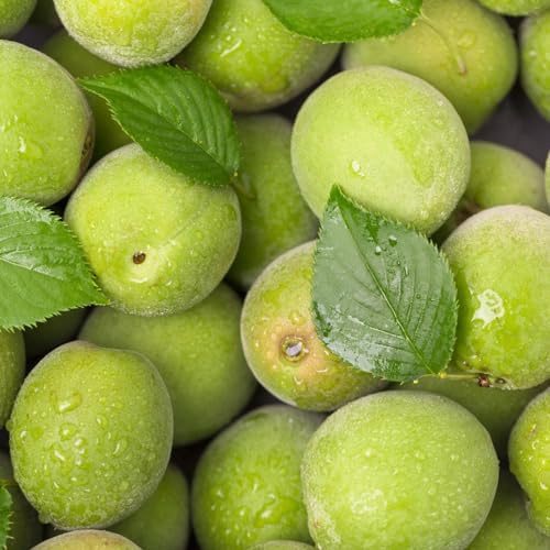 semillas resistentes del albaricoquero - balcón jardín perennes interior purificadoras aire decorativas 2pcs