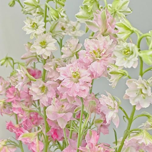 Semillas resistentes de la delphinium raras, resistentes para balcones, delphinium de variedades antiguas, decoración de sala de estar, 65pcs