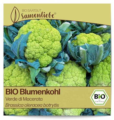 Samenliebe BIO Blumenkohl Samen alte Sorte Verde di Macerata zarter Geschmack Winterblumenkohl italienischer Blumenkohl grün 200 Samen samenfestes Gemüse Saatgut für Gewächshaus Freiland und Balkon