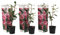 Plant in a Box - Camellia Japonica Rose - 3er Set - Kamelie pflanzen Winterhart - Immergrün - Gartenpflanzen - Topf 9cm - Höhe 25-40cm