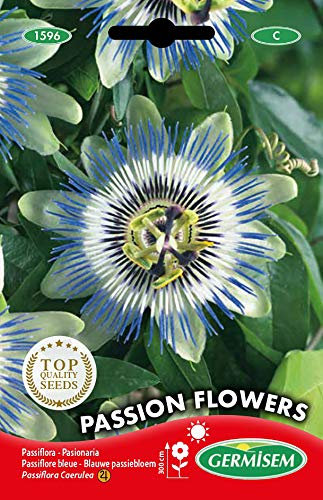 Germisem Graines Passiflore bleue PASSION FLOWERS