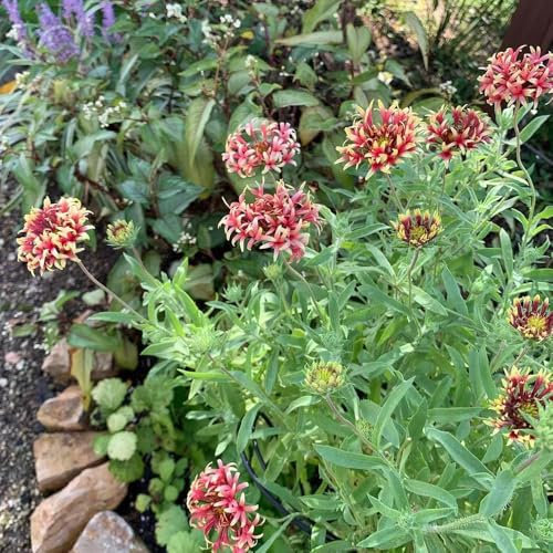 kokardenblume staude winterhart samen - blumensamen balkon, winterharte kübelpflanzen kokardenblume samen, gartenblumen, zimmerpflanzen samen blumenwiese samen, steingartenpflanzen 800pcs