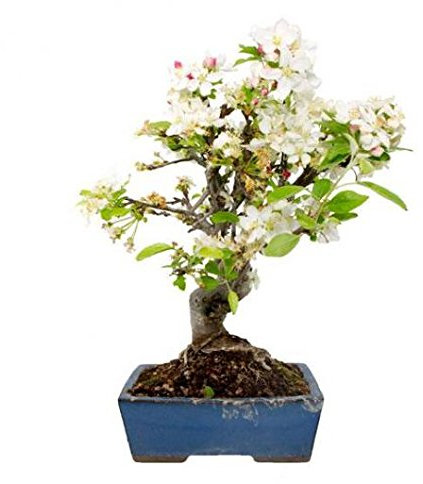 BONSAI MANZANO 10 AÑOS MISTRAL BONSAI