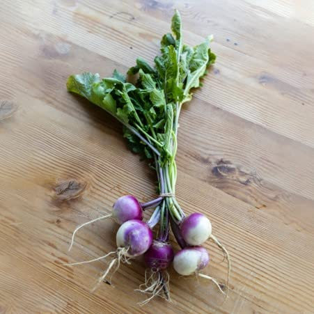 Turnip Plug Plants Grow Your Own Vegetables 'Ready to Plant Now' Young Vegetable Plants (12)