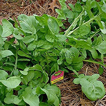 Rucola Semi * 1 bustina 20 Semi * Rucola * Roquette * * Rucola Rugula Seed Samen
