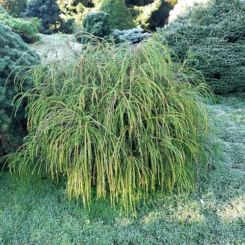 Vivai le Georgiche - Pianta vera di Thuja plicata Whipcord Tuia, Cedro rosso occidentale 'Whipcord' - vaso Ø 23 cm - altezza alla vendita 20-40 cm