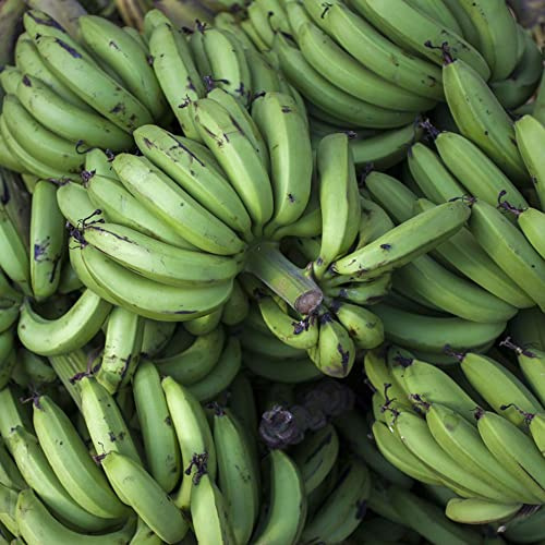 bananensamen bananen balkon deko dekopflanzen bananenbaum pflanzendeko garten hochbeet bananenpflanze winterhart biosaatgut obstsamen baumsamen steingartenpflanzen winterhart 120samen