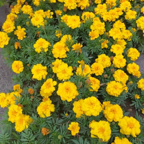 semi tagete balcone primavera decorazione calenduli Copertura perenne resistente tetti balcone parterre ufficio 750pcs
