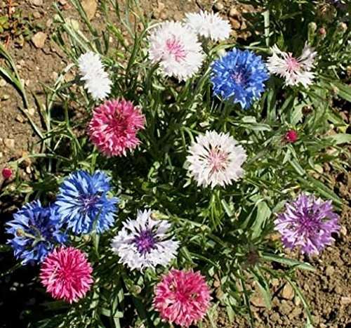 100 frische Junggesellen Button Pois Semi Fiordaliso Zwerg Mix