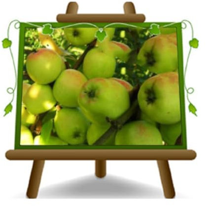 Pommiers lemongrass limoncella citron - Plante fruitière vieux sur pot 24/26 cm. - *hauteur maximale 180 cm.- 4 ans