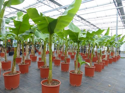 gruenwaren jakubik Bananenstaude Musa Basjoo 120-160 cm winterhart Staude japanische Faserbanane