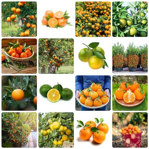400 pcs orangenbaum kaufen samen - bäume kaufen nachhaltige geschenke für frauen,mandarinenbaum obst frisch gartenarbeit geschenke für gartenliebhaber säulenobst dekoration