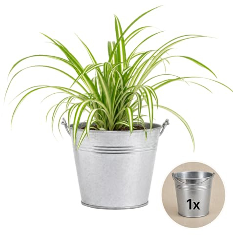 Pflanze Plus | Falangio (Chlorophytum comosum) | 1 pianta con vaso in zinco | Pianta da interno facile da curare