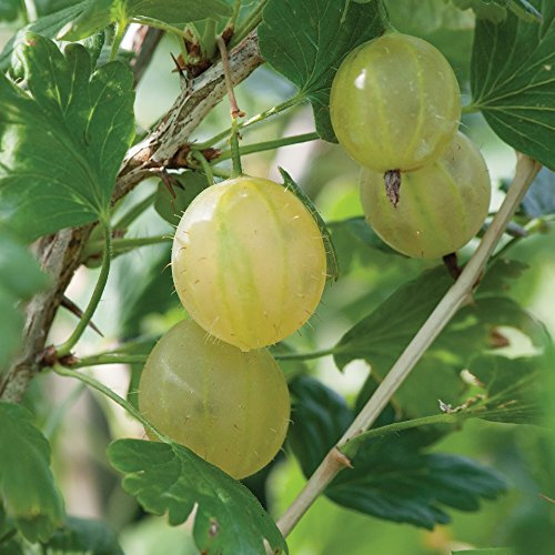 Thompson & Morgan Gooseberry Hardy Garden Plants, Easy to Grow Fruit, Ideal for Kitchen Gardens & Allotments, Tasty Summer Fruit, 3 x Gooseberry Bare Root Collection Plants