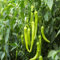 100 piezas de semillas de chile verde