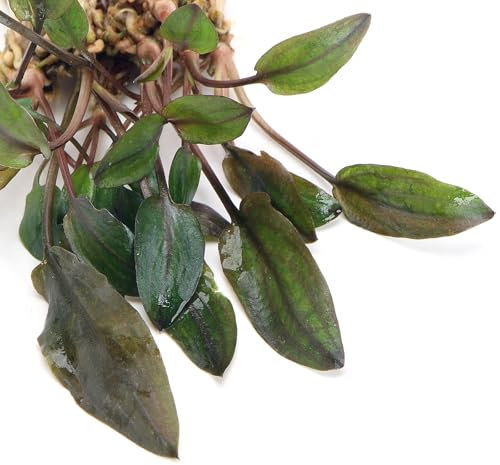 K2AQUA Cryptocoryne Florida Sunset Live Aquarium Plant Unique Pink Yellow Green Hues Easy Care Low Maintenance Foreground Midground Freshwater Tank Natural Decoration Beginner Friendly