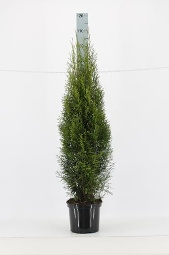 5st. Thuja Smaragd 120-150cm im Topf Lebensbaum Heckenpflanzen Edelthuja immergrün