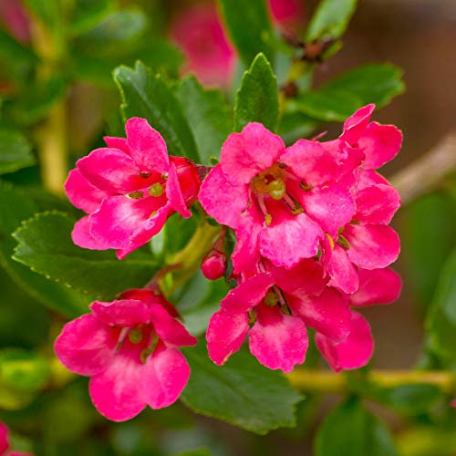 Escallonia Donard Radiance Spreading Evergreen Flowering Outdoor Climbing Shrub (20-30cm (Incl. Pot))