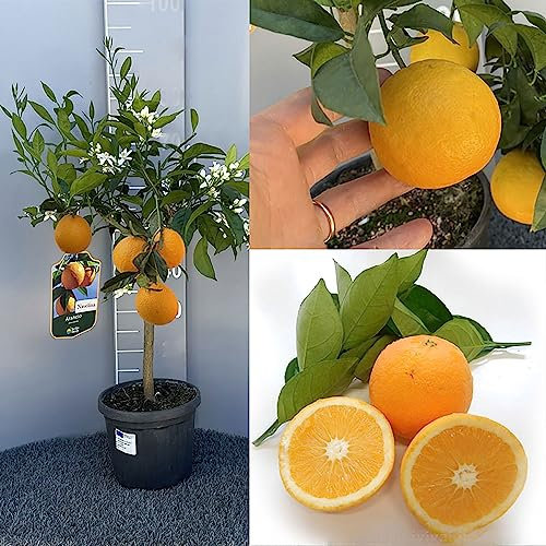 SAVINI VIVAI Navellina Navellina Oranger citronné en pot de 20 cm hauteur 70 cm 2-3 ans de greffage, fabriqué en Italie