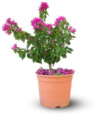 Attitude Jardin - Bougainvillier mini thaï - plante fleurie - 40-50 cm - ⌀ 19 cm - plante d'extérieur
