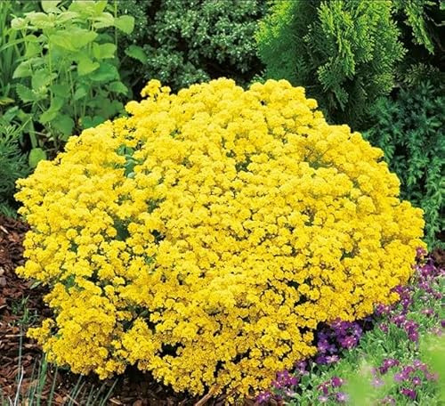 500 Semi Di Aubrieta timo strisciante, Seme Aubretia fiori Perenni per Giardino Roccioso, crescione giallo, Resistenti al Freddo, Aubrieta seeds