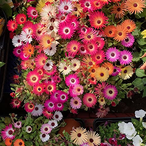 Welldales 100 Mixed Pastel UK Mesembryanthemum Seeds Grow Coloured Garden Flowers Plants