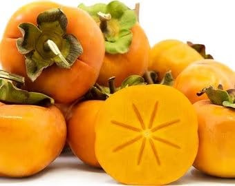9EzTropical - Fuyu Asian Persimmon Tree - 2 Feet Tall - Ship in Pot