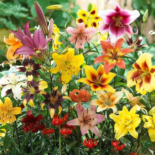 Bulbi Fiori Perenni da Esterno - 50 Bulbi di Gigli Estivi