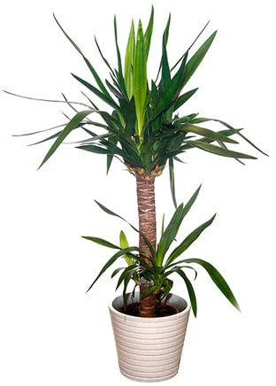 Yucca Elephantipes de 100cm 2 Troncos - Planta Natural de Apariencia Imponente para Decorar tu Casa o Oficina