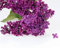 CHTING 30 Pezzi Semi Di Chiodi Di Garofano Fucsia Facili Da Coltivare Piante Ornamentali Resistenti Alla Siccità La Prima Scelta Per Piantare In Giardino Può Essere Realizzata Anche Su Una Siepe