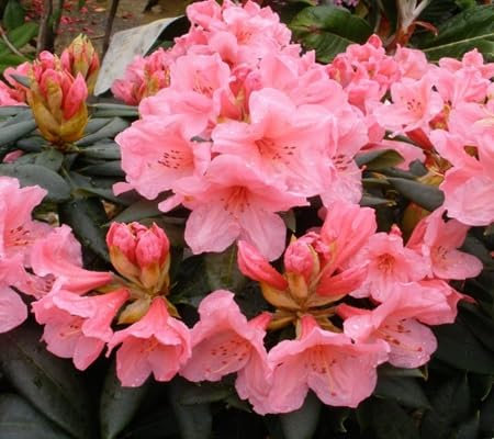 100 graines de fleurs de rhododendron