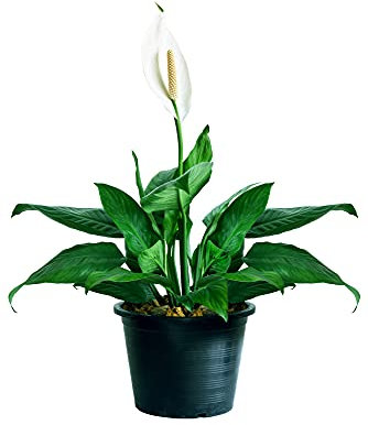 Planta Spathiphyllum - Lirio de la Paz natural en maceta de Ø7cm