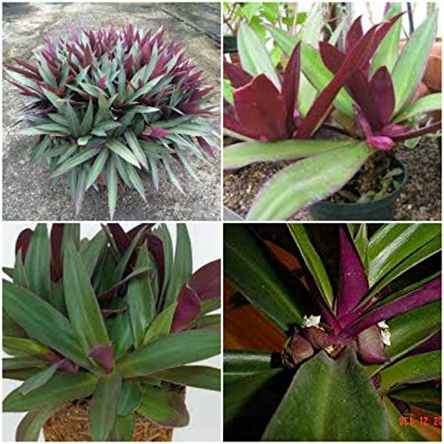 Tradescantia Spathacea~Boat Lily Moses in The Cradle Oyster Plant EZ Care