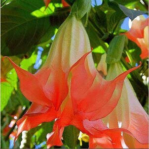 Schwarze Samen, Brugmansia-Engelstrompeten, Bonsai-Baum-Blumensamen 100 Partikel/Los