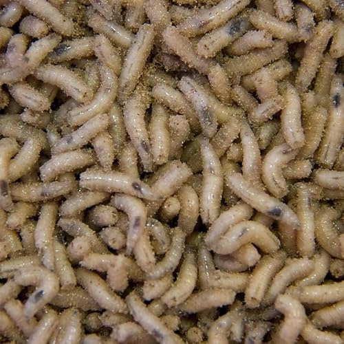 1 PINT Fresh Live White Maggots - Ideal Fishing Bait - NEXT DAY DELIVERY