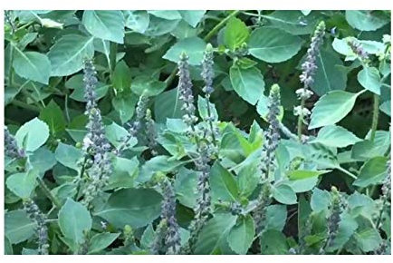 Pcs - 280x Basilienkraut Citron Mrs. Burns Ocimum Citridorum Plantes - Graines K263 - Seeds & Plants Shop by Ipsa