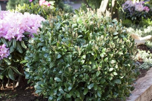 Prunus laurocerasus 'Mano' 40–60 cm – Winterhart, Immergrün, Pflegeleicht – Kirschlorbeer – Heckenpflanze für Garten & Sichtschutz