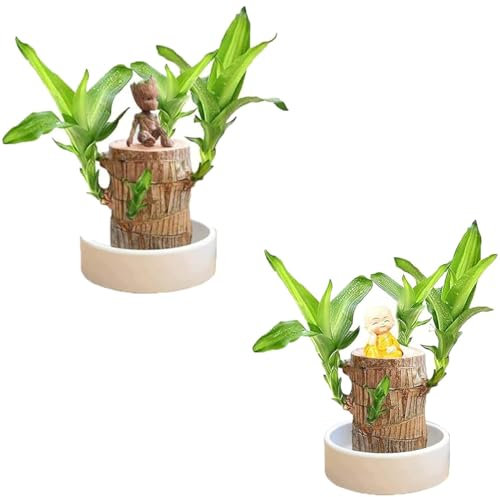 YUNAFAXIO 2024 Brazillian Wood Lucky Bamboo Plant Indoor With Pot - Mini Brazilian Wood Hydroponic Air Plants For A Serene And Green Indoor Atmosphere(2PC)