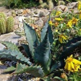 Agave oro fioriti Semiculenta (crisanta agave) 20 + Semi (40+)